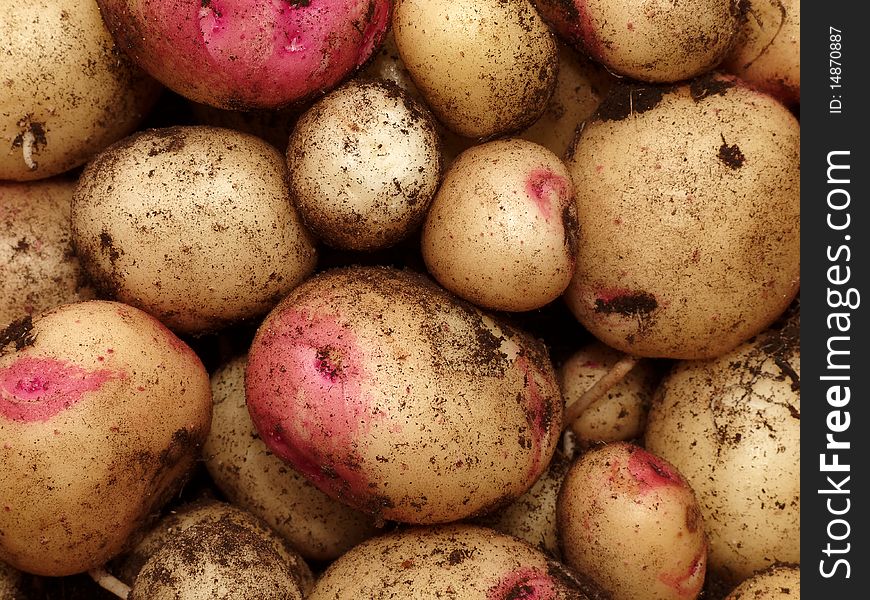A selection of freshly dug potatoes in close-up. A selection of freshly dug potatoes in close-up