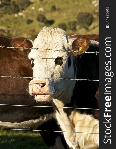 A Brown and White Cow near a Barb-Wire Fence in New Zealand. A Brown and White Cow near a Barb-Wire Fence in New Zealand