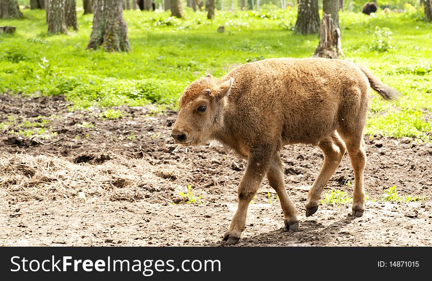 In a photo the calf of a bison is represented