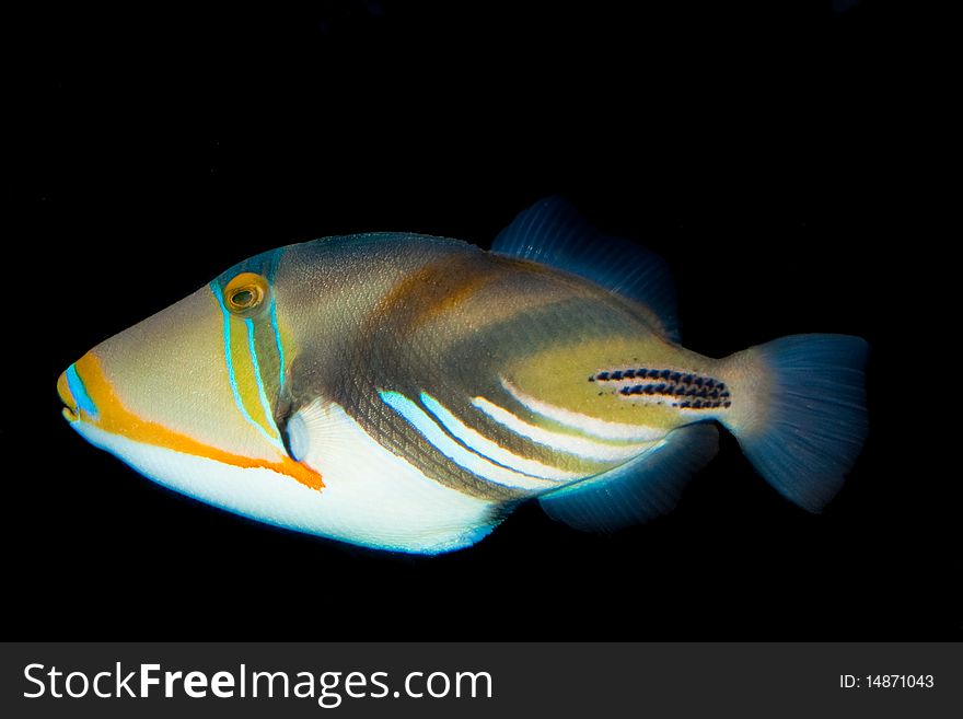 Picasso Triggerfish In Aquarium