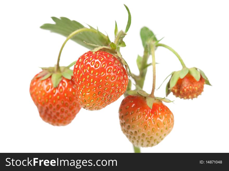 Strawberries On White