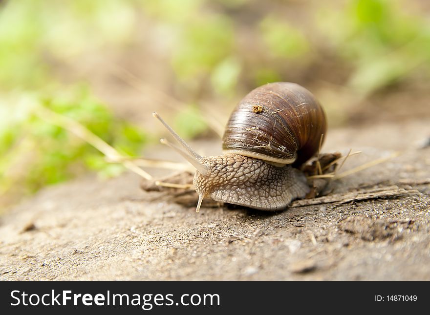 This photo shows a snail