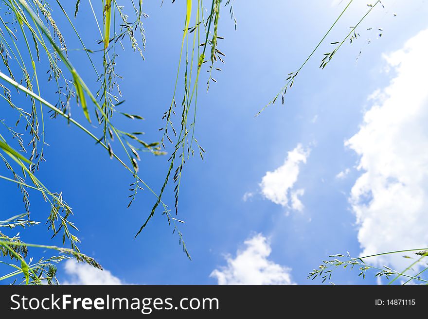 This photo shows the grass and sky