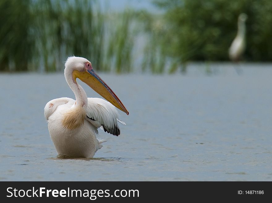 Great White Pelican Preening in Water