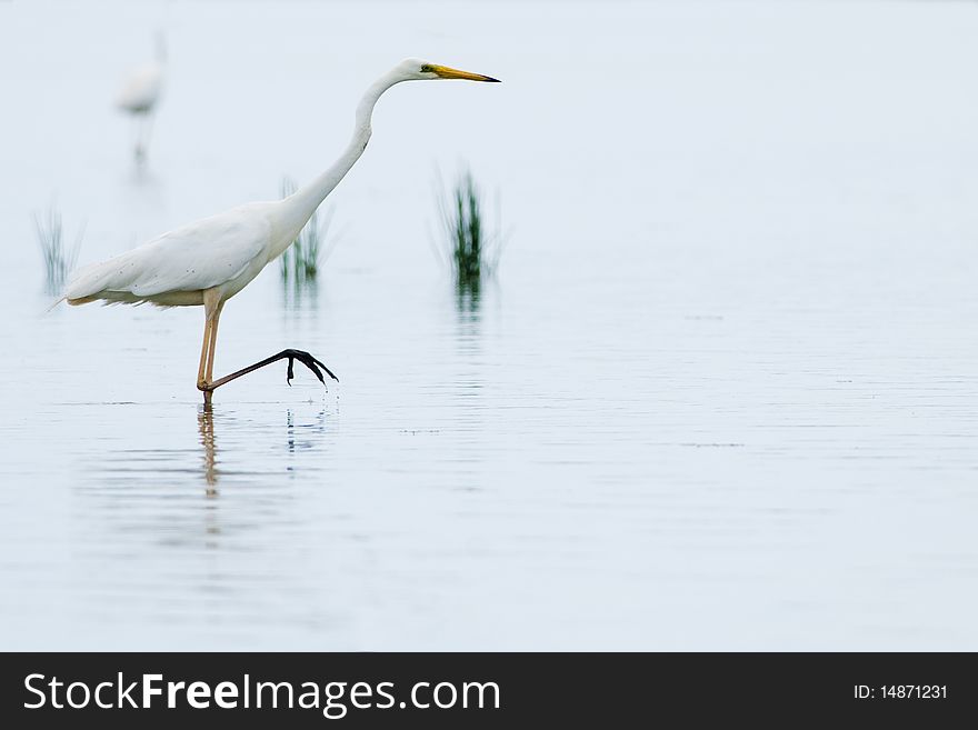 Great White Egret (Ardea alba) in White Bacground. Great White Egret (Ardea alba) in White Bacground