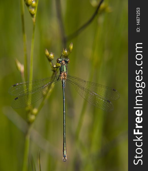 Macro photography of green dragonfly with very nice wings.