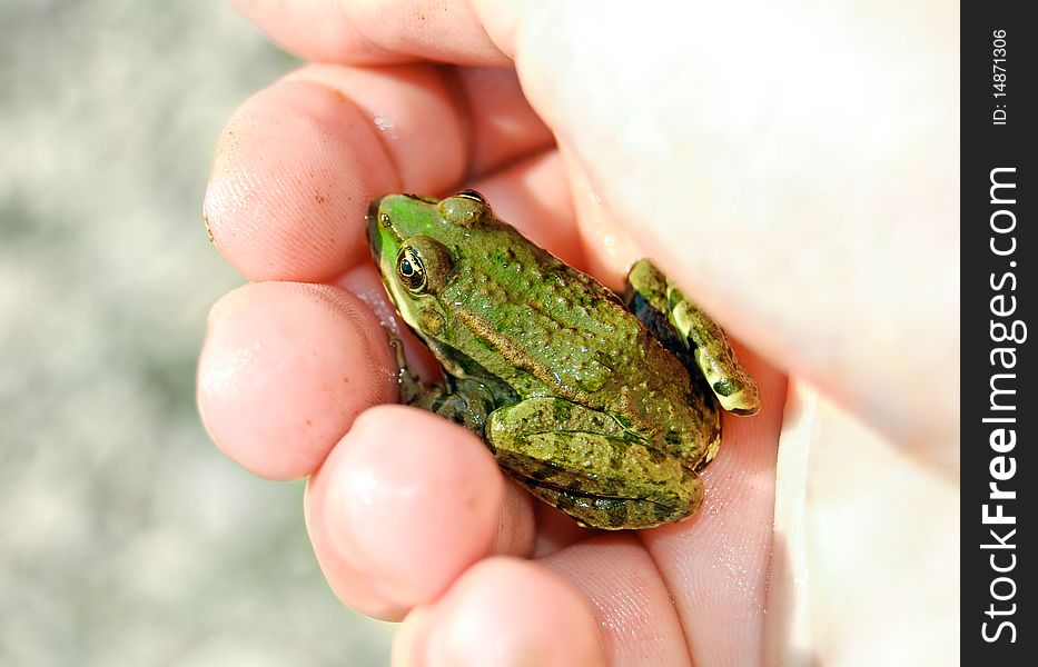 Frog in hand