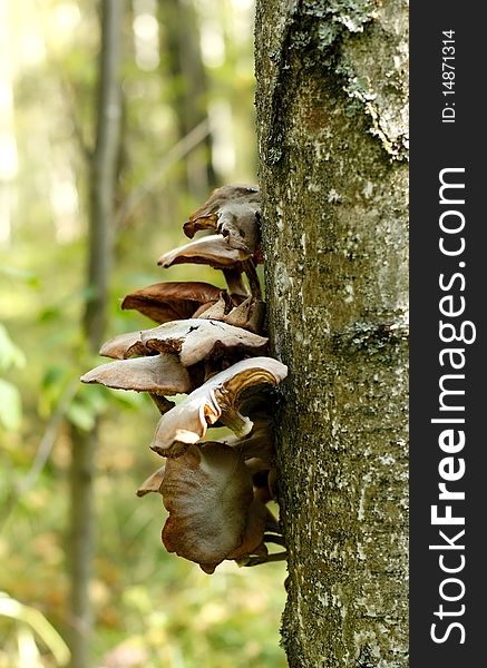 Mushroom a honey agaric growing on a tree