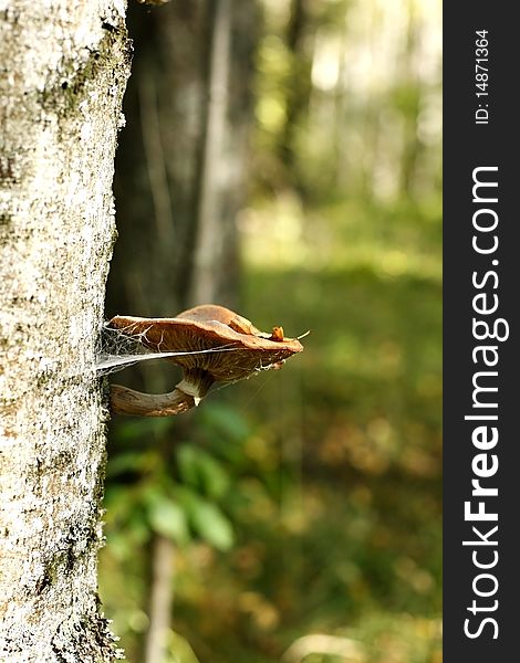 Mushroom a honey agaric growing on a tree