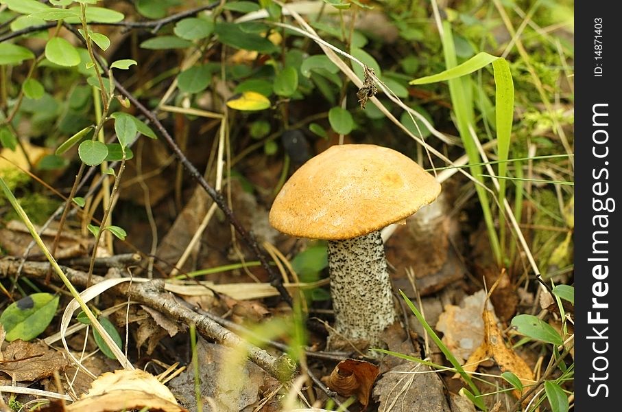 Mushroom with an orange hat growing in a grass
