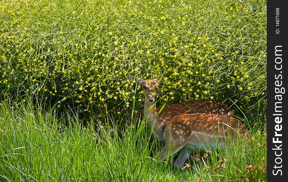 Fallow Deer Among Yellow Flowers