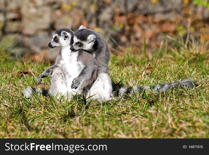 Ring tailed lemurs sitting in the grass