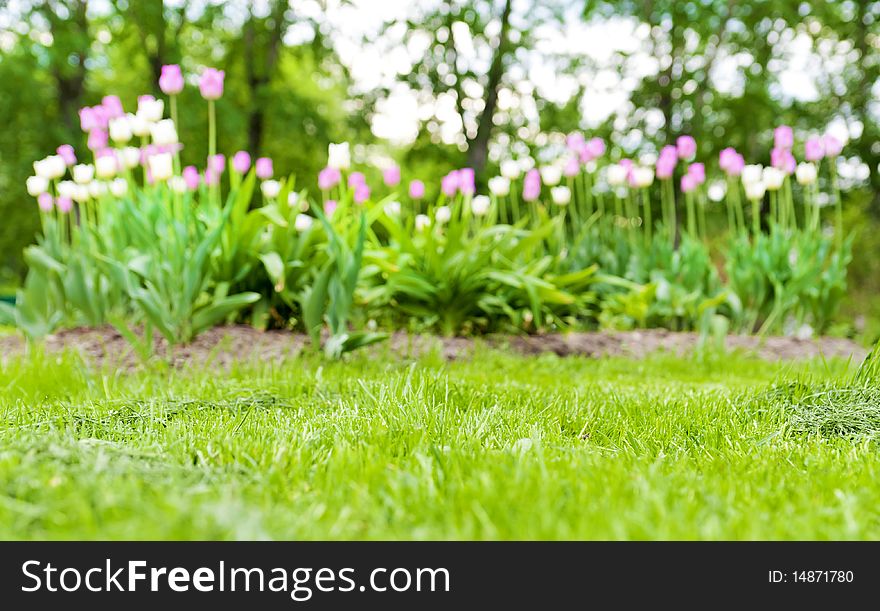 Green grass and tulips in the background