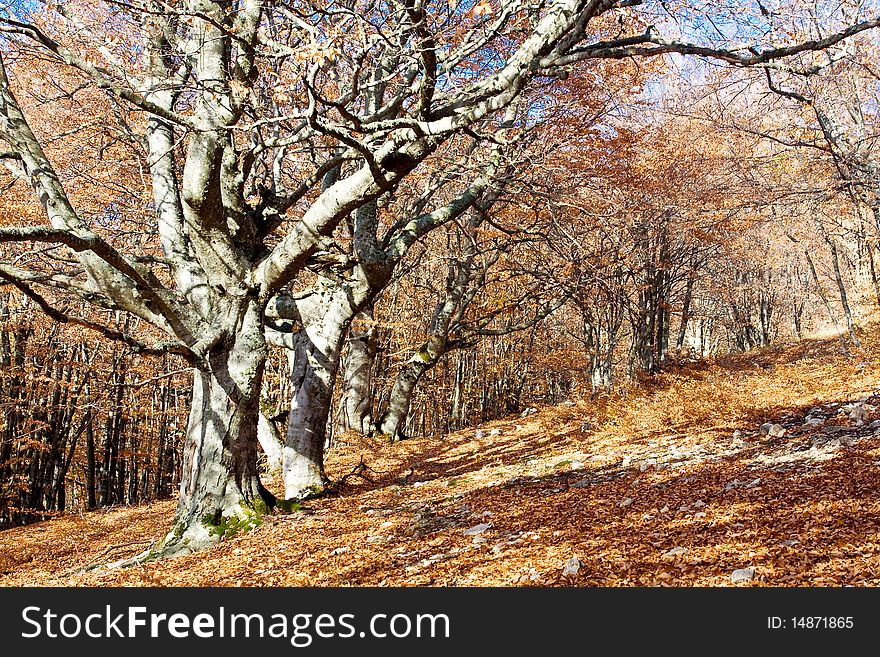 Big old oak tree on forest. Big old oak tree on forest