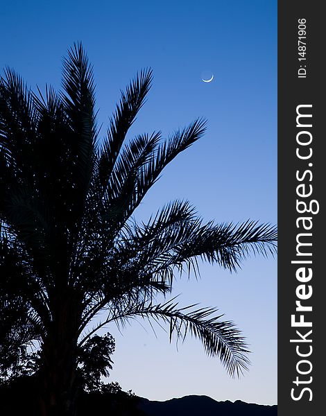 Silhouette of a palm in the moonlit night. Silhouette of a palm in the moonlit night