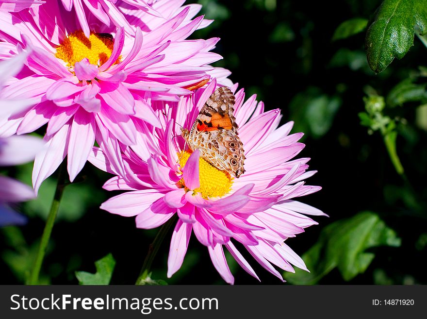 Beautiful chrysanthemum in the sun.