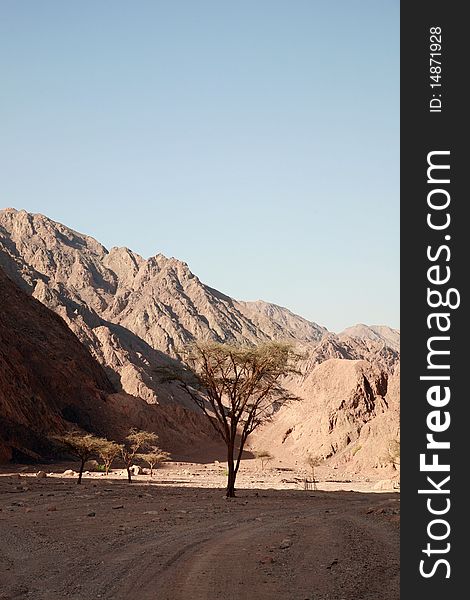 Stone desert in Egypt. Standalone tree.