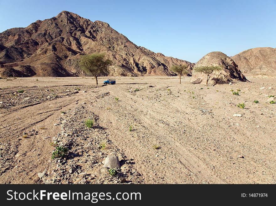 Standalone tree in desert. Egypt.