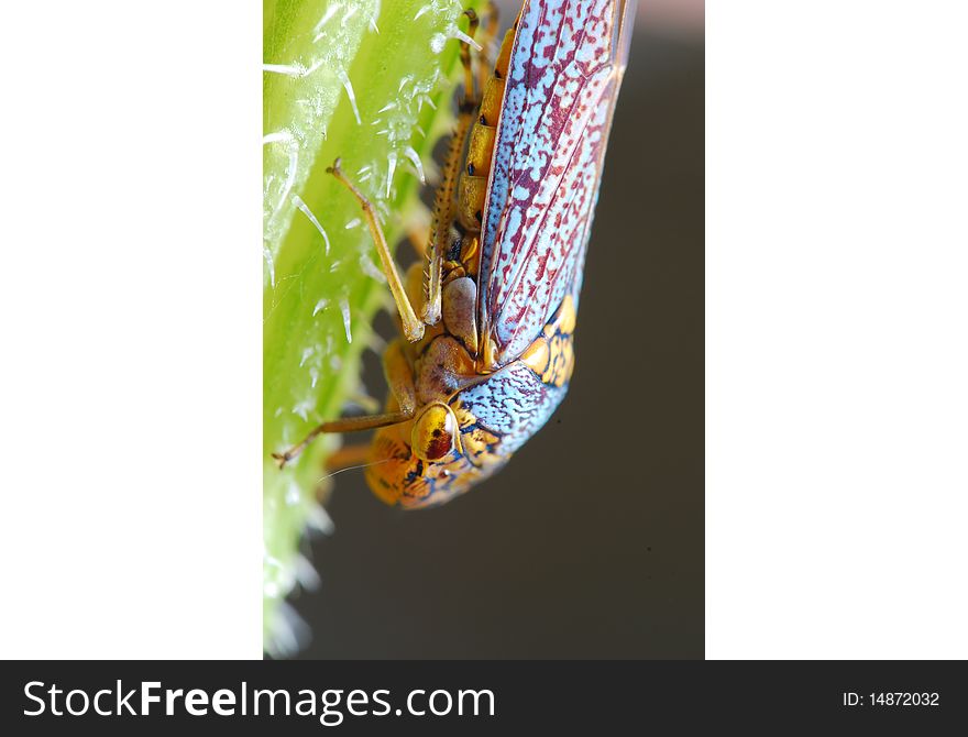 A colorful and vibrant bug found in the garden. A colorful and vibrant bug found in the garden.