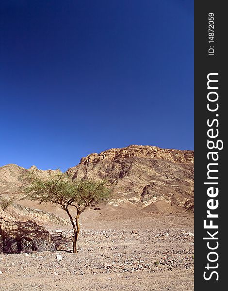Alone tree in desert. Egypt