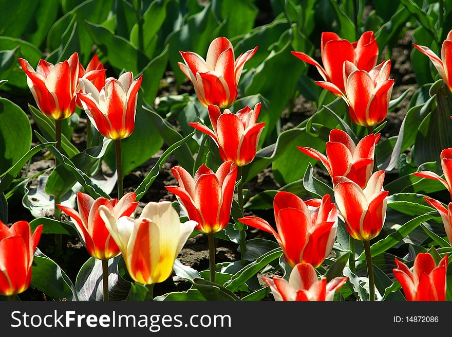 Beauty flower green image tulip