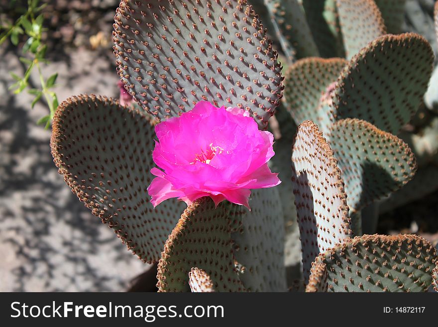 Cactus bloom