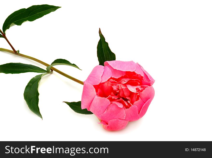 Pink peony flower on white background. isolated