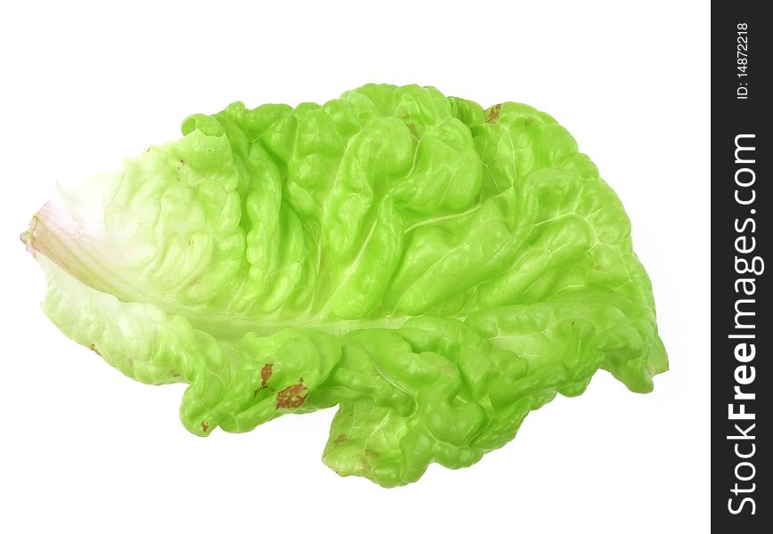 lettuce leaf