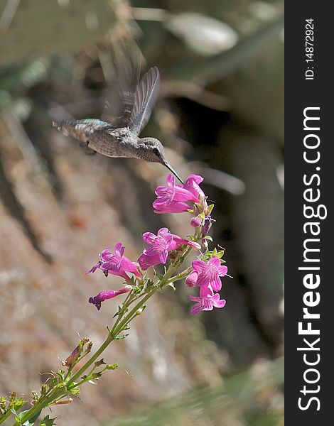 A hummingbird attracted to the nectar in a flower outside of Phoenix Arizona. A hummingbird attracted to the nectar in a flower outside of Phoenix Arizona.