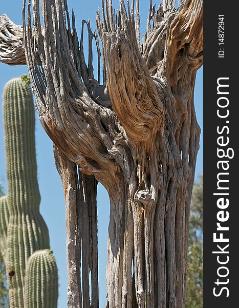 The skeleton of a Tall Saguaro cactus with a live Saguaro in the background. The skeleton of a Tall Saguaro cactus with a live Saguaro in the background.