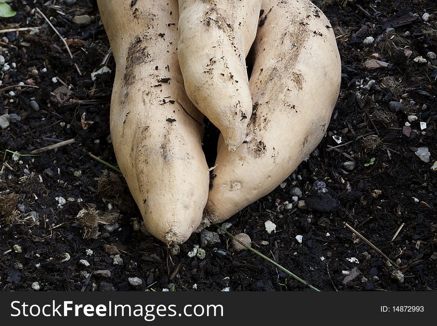 Sweet Potatoes In The Soil.
