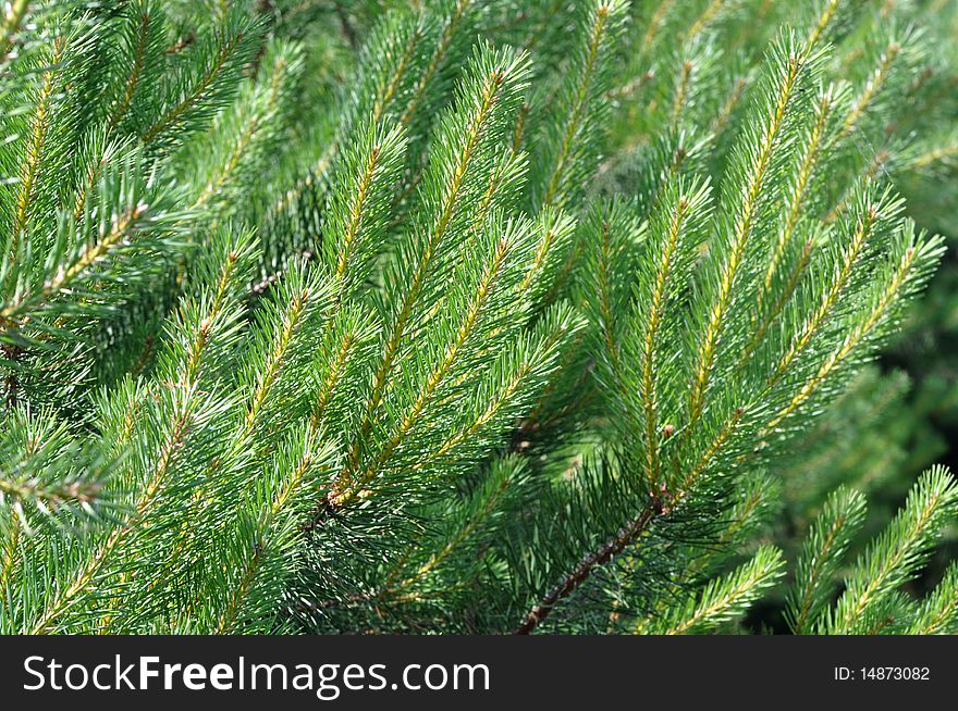 Bright pines in the forest, background