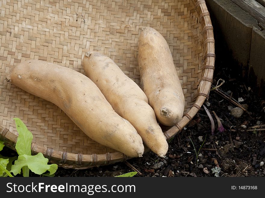 Raw sweet potatoes in a basket in the garden. Raw sweet potatoes in a basket in the garden.