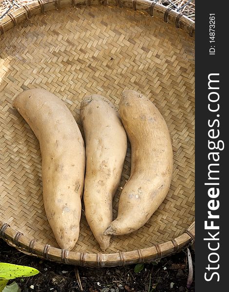 Fresh sweet potatoes in a basket. Fresh sweet potatoes in a basket.