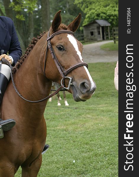 This chestnut mare is all braided up for a horse show and ready to jump. This chestnut mare is all braided up for a horse show and ready to jump.