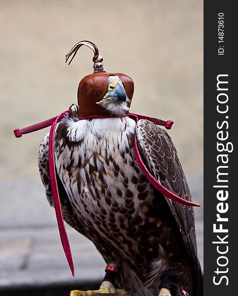 Italian hawk, specie in the subfamily Accipitrinae. Italian hawk, specie in the subfamily Accipitrinae