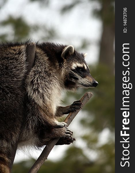 A wild raccoon hangs out in a tree. A wild raccoon hangs out in a tree