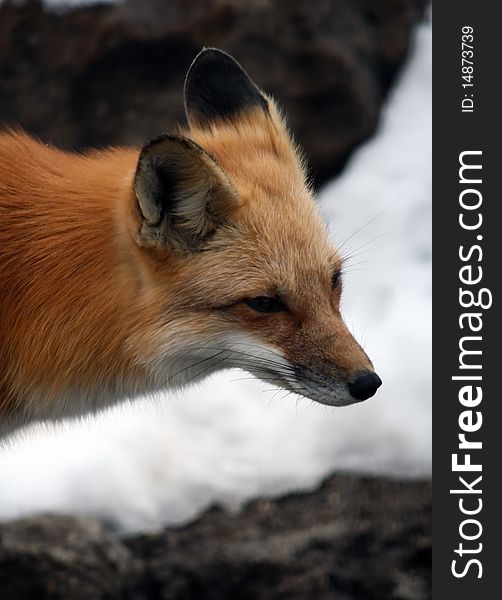 A red fox walks around in the snow