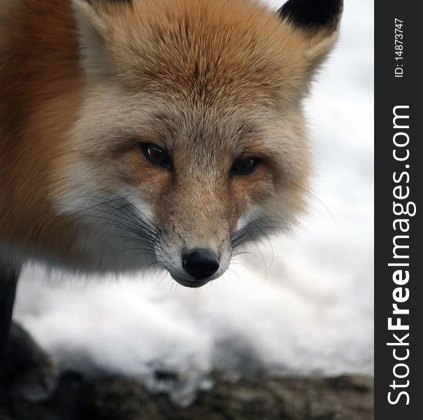 A red fox, hanging out in the snow