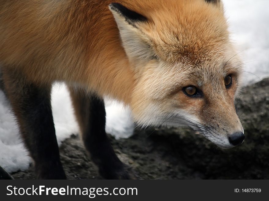 A red fox hangs out in the snow