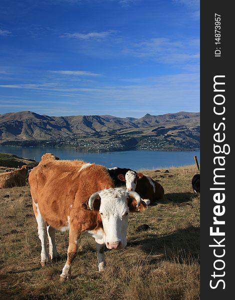 Cow's feeding above Lyttelton Harbour, New Zealand. Cow's feeding above Lyttelton Harbour, New Zealand