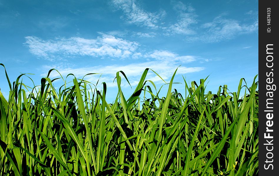 Tall green grasses against a partly cloudy blue sky background. Tall green grasses against a partly cloudy blue sky background