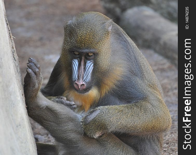 Mandrill monkey cleaning at a zoo.