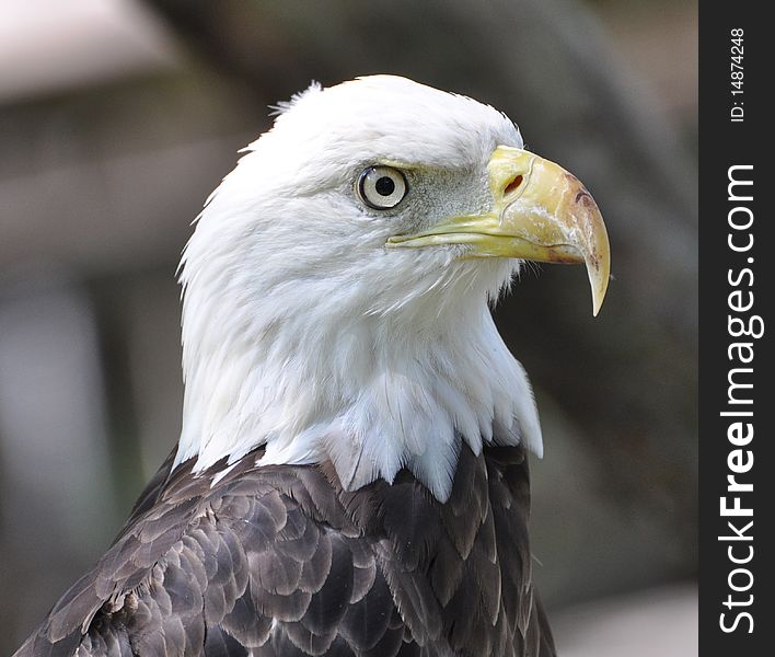 Portrait of a bald eagle.