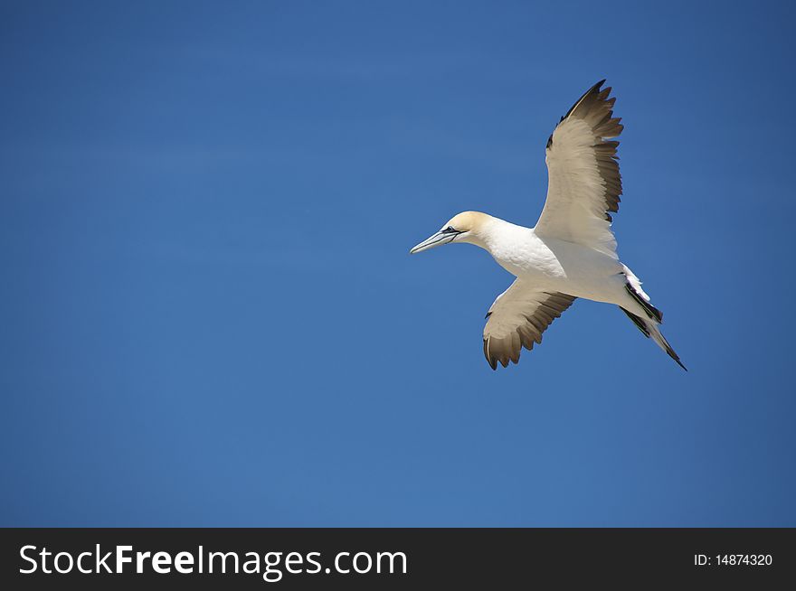 Australian Gannet