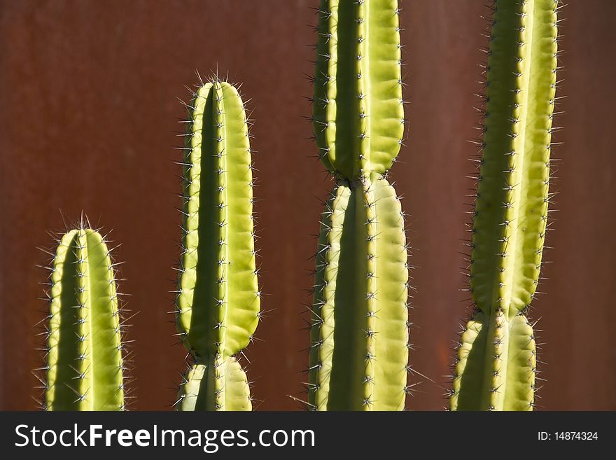 Cactus with a Rusted Steel Wall Background. Cactus with a Rusted Steel Wall Background
