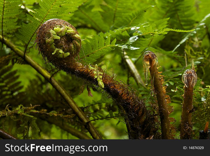 Closeup of plant growth in a dense forest in New Zealand. Closeup of plant growth in a dense forest in New Zealand