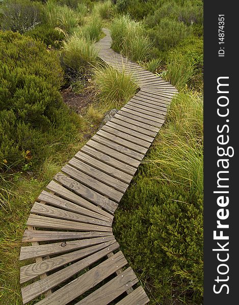 A boardwalk winds through a lush wetland. A boardwalk winds through a lush wetland