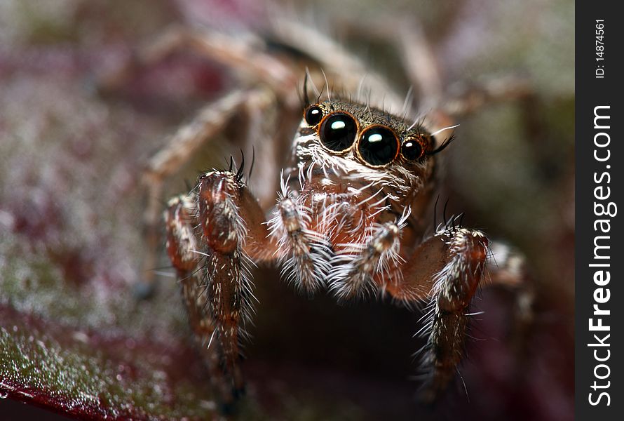 Jumping Spider Anterior View