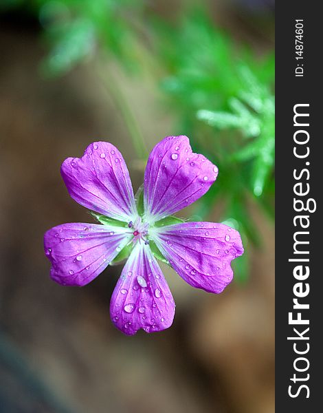 This is an image of a purple wildflower.